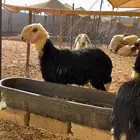 طليان ذبايح فاخرة( تم البيع )