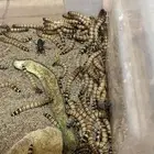 دود عتل الحبه بريال حجم كبير