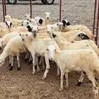 بهم رفيدي