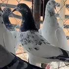 حمام باكستاني