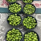 للبيع ليمون توه مقطوف