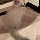 قط للبيع