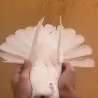 للبيع طبات غرانيق جاهزه للترسيم شي توب