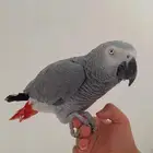 كاسكو اليف حمامه متكلم
