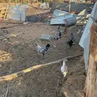 ثلثاينه دياكه للبيع التوا صله خاص