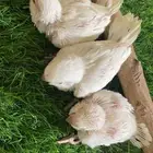 فروخ كويكر البينو