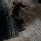 قطوه الهملايا