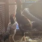 طقم شامو ياباني