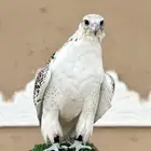 جير بيور للبيع