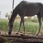 فرس شعبيه