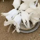 حمام زينه