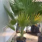 نخل واشنطونيا