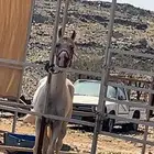 حصان مصري بيور ورق سليم شرط الصامل يرسل واتس لو سمحتم