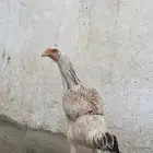 دجاج سندي باكستاني