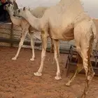 بكره مفروده ناهيه