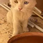 قط اليف دخل علي البيت. اللي له يتواصل معي
