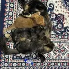 قطط