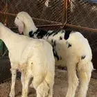 خرفان كفو زبده