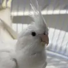 طير كروان