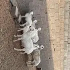 غنم متابيع