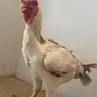دجاجه فارسي فاخر
