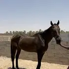 خيل انجليزي