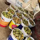 برشوم تين شوكي