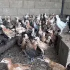 صيصان بلدي