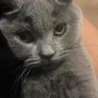 قطة للتبني كيتن سكوتش فولد