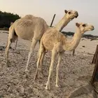 ناقه عشراء بولدها