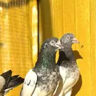 موجود فروخ باكستاني