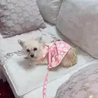 كلبه انثى عمر سنتين