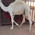 حوار لباني