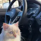 للتزاوج قط هملايا شيرازي ذكر