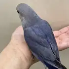 ببغاء روز اليف هدد داخلي خارجي