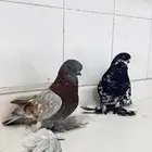 حمام لونق فيس.