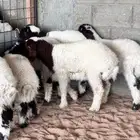 بهم نعيم (( تم البيع))