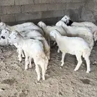 5 طليان و6 رخال