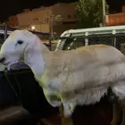 طلي حري العمر 6 اشهور