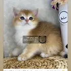 سكوتش فولد سكوتش ستريت بيور برتش قولد بيور مسجل كيتن قطه قط