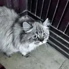 الشرقيه الدمام حي بدر (قطو للتبني)