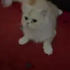 قطط