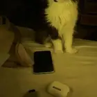 قطط باندا