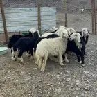 طليان ورخال نجد