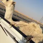 للبيع قعود