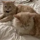 قطط