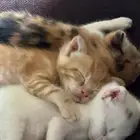 قطه للتبني مع أطفالها