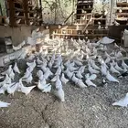 حمام فرنسي جامبو حجم كبير