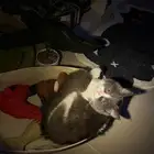 قطط للتبني