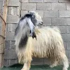 تيس فحل عارضي. مشروط قريع وصحه ونضافه